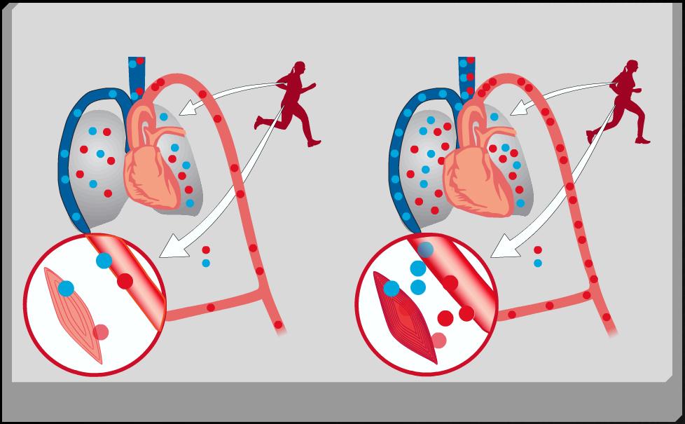 VO 2 max - AEROBNÍ KAPACITA ORGANISMU Rekreační sportovec Vrcholový