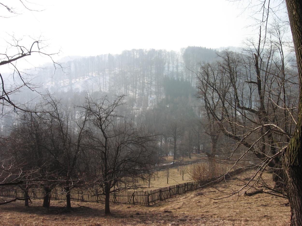 Kvalitu stromů charakterizují jejich rozměry: obvody kmene mají od 335 do 465 cm, průměry korun pak mají od 18 do 25 m a výšku od 26 do 32 m. Nejvýznamnější je však povrchový kořenový systém.