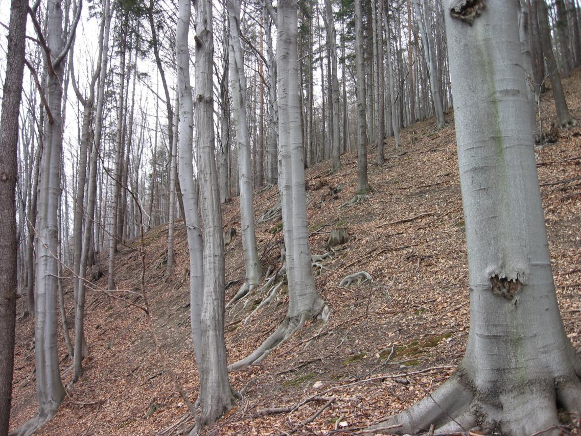 10. Pěkná bučina na