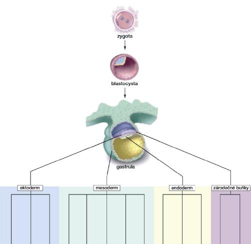 buňky multipotentní mohou produkovat pouze buňky příbuzné danému typu buňky,např.