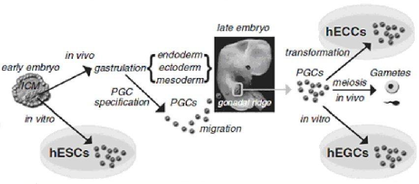 Schéma zdroje lidských pluripotentních kmenových buněk a jejich vlastní původní buňky převzato z Freshney I.R., Stacey N.G. et al.