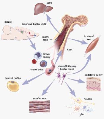 Dospělé kmenové buňky (Adult Stem Cells, ASC) jsou buňky, které se nacházejí v dospělých tkáních a orgánech a mají schopnost dělení a diferenciace. Tvoří jen nepatrnou část buněk tkání a orgánů.