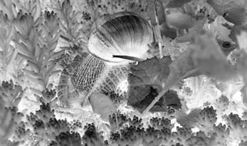 cz 1. Slimák největší (Limax maximus) původní druh 2. Hlemýžď zahradní (Helix pomatia) měkkýš, který provází člověka od nepaměti 3.
