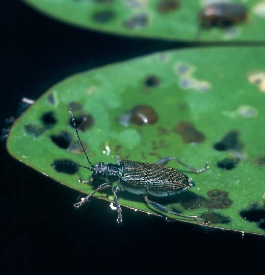 TfieboÀsko ráj rákosníãkû Václav Kfiivan Vodní plochy v CHKO TfieboÀsko s vyvinutou vegetací jsou vhodn m biotopem pro rákosníãky âeské jméno rákosníãci dostala jedna z podãeledí mandelinek, která si