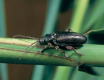 Vyvíjí se na rákosu obecném (Phragmites australis) a pfiestoïe je tato rostlina bûïnû roz ífiena na celém území nepatfií tento druh mezi bûïnû nalézané.