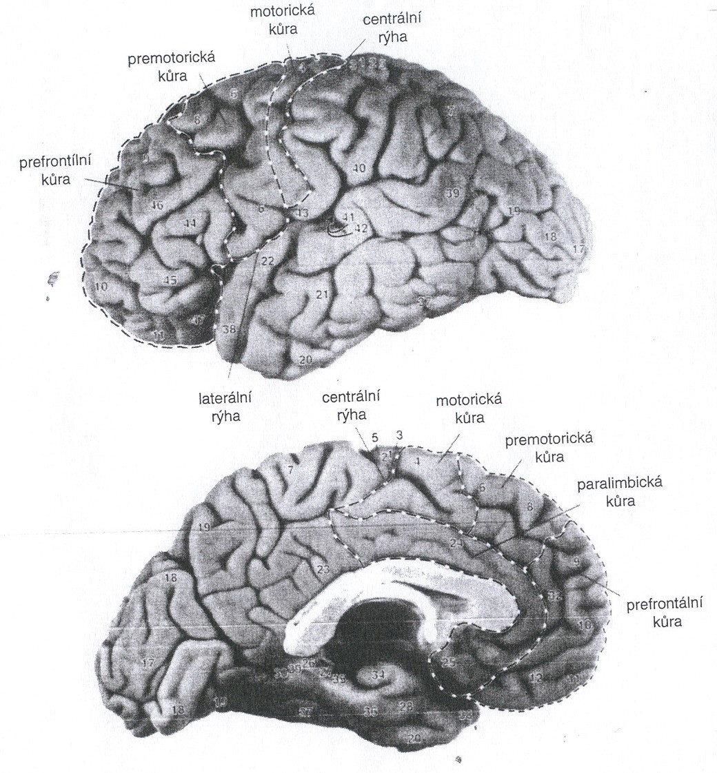 Obrázek č. 2 Anatomické dělení frontálního laloku vymezeného centrální a laterální rýhou, pohled na laterální a mediální povrch hemisféry. Převzato z Miller, Cummings (1999, s.
