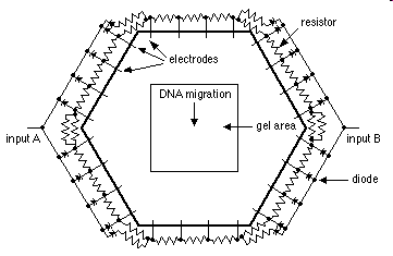 DNA periodicky mění svůj směr migrace (nutná reorientace molekuly) díky změnám orientace elektrického pole CHEF
