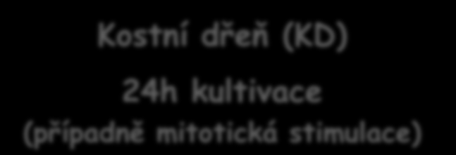 CLL Chronická lymfatická leukémie (CLL) Periferní krev (PK) Přímé zpracování Kostní dřeň (KD) 24h kultivace (případně mitotická stimulace) FISH: FISH: cytogenetika Centromera 12 ATM (11q22)