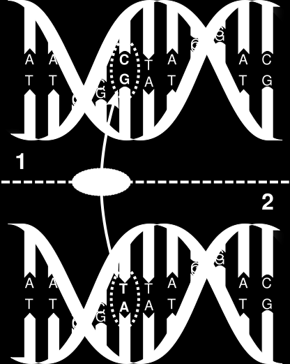 Rozsah vyšetření- komplexní přístup rozsáhlá genetická analýza: - celkem 113 genetických variant