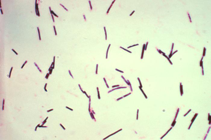 Clostridium