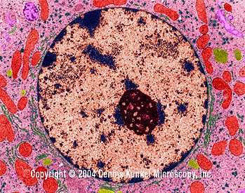 RNA a proteiny jsou tříděny na základě jaderného lokalizačního signálu, speciálních receptorů a energie (proteiny jádro). Transport sestřižen ené mrna z jádra.