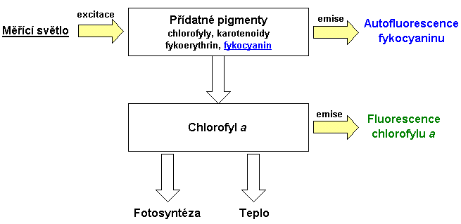 Fytoplankton a fluorescence Světlo Zdroj: Gregor J.