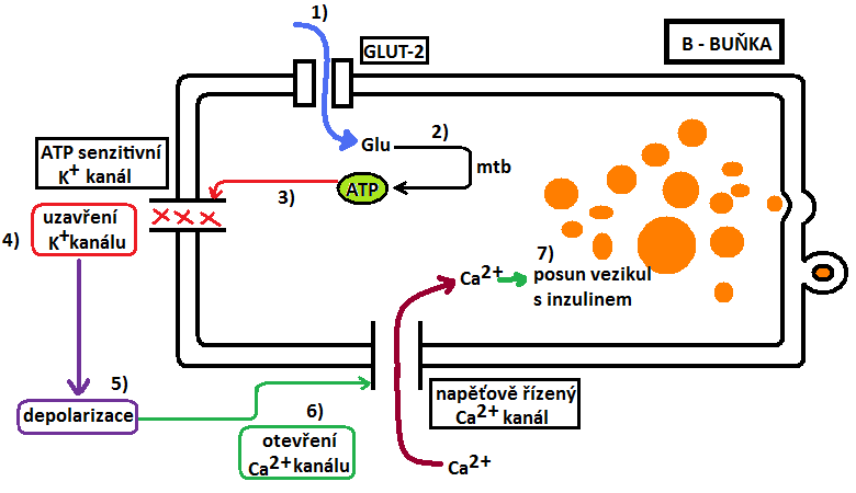 12 - hlavním místem působení jsou játra (největší množství inzulinu v portální krvi, na inzulin nejcitlivější), další 6 místa půs.