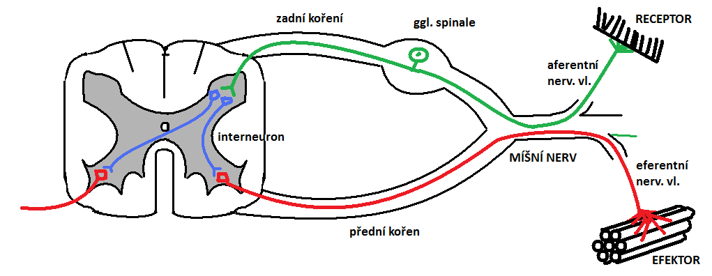 16 o divergence jeden rozvětvený axon aktivuje více neuronů 1 o konvergence dva axony konvergují na jedné nervové buňce o sumace může být buď časová, nebo prostorová několik podprahových potenciálů