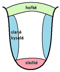 Chuť - receptorem chuťový pohárek (pod povrchem sliznice, ve stěnách hrazených, listových a houbovitých papil) - nejvíce pohárků v jazyku - vlastní recepční bb.