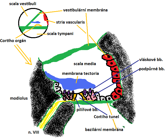 Zevní, střední a vnitřní ucho - zachycení zvuku boltcem a zvukovodem (rezonátor, zesilují urč.