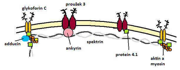 25. ČERVENÉ KRVINKY (morfologie, funkce, membrána, metabolismus) - erytrocyty jsou nejspecializovanější a nejjednodušší buňky, dokonale přizpůsobené své funkci transport dýchacích plynů - bezjaderné,