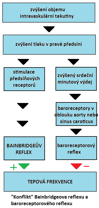 52. SRDEČNÍ VÝDEJ, řízení, změny - o objemu krve uvnitř systémového oběhu rozhoduje min.