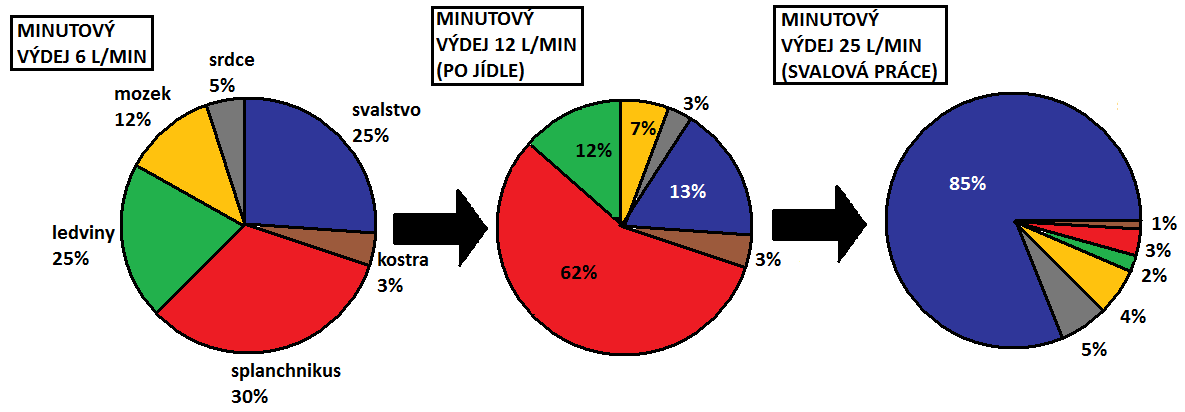 61 o při teplotě prostředí nutné zvýšit výdej tepla radiací a evaporací, klíčové zvýšení průtoku krve kůží; při teplotě nad 30 C stoupá min. srdeč.