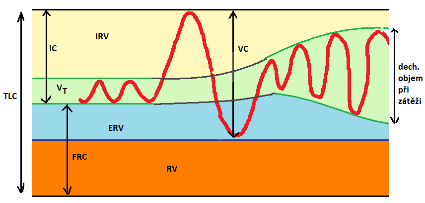 77. DÝCHACÍ CESTY, PLICNÍ OBJEMY, alveolární ventilace a perfúze - alveolární ventilace a perfúze viz ot.č.