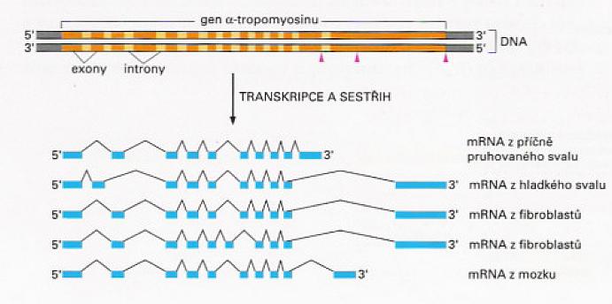 Možnost sestřihu exon-intronové sekvence primárního transkriptu různými způsoby dle buněčného typu a