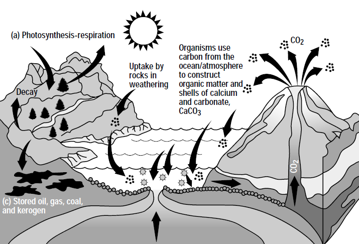 Předantropogenní cyklus uhlíku Krátký cyklus (fotosyntéza a respirace Rozkladné procesy zvětrávání vápenců a fosilní organické hmoty