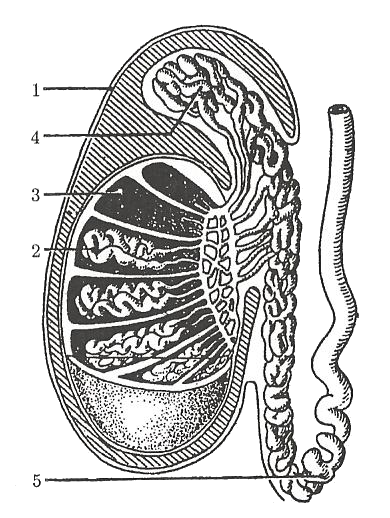 Semenotvorné kanálky obsahují 2 typy buněk: semenné pohlavní buňky (spermie) a Sertoliho buňky. Spermiogeneze (tvorba spermií) probíhá od puberty po celý život muže.