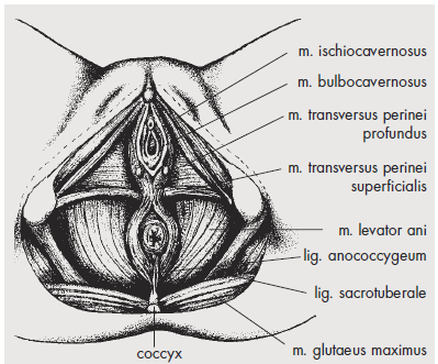 UTB ve Zlíně, Fakulta humanitních studií 17 (Zdroj: Zwinger, et al., 2004, s. 13) Obrázek 1: Svaly diaphragma pelvis a diaphragma urogenitale Mezi svaly zevních pohlavních orgánů patří (Čech et al.