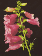 An account of the foxglove, and some of its medical uses: with practical remarks on dropsy, and other diseases Birmingham, England:M.Swinney, 1785: X, V.