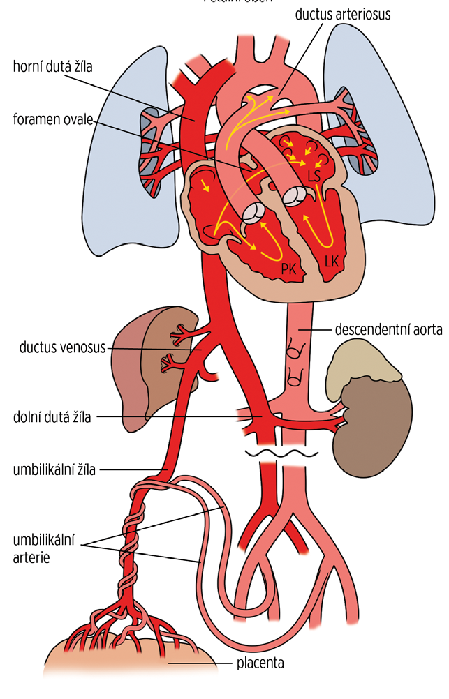 chlopeň a krev je vypuzena přes pulmonální chlopeň do kmene a větví plicnice. V plicních sklípcích se okysličí a plně okysličená přitéká do levé síně a z ní přes mitrální chlopeň do levé komory.
