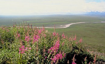 Tundra je biom subpolárních a polárních oblastí, který lze nalézt mezi tajgou a trvale zaledněnými