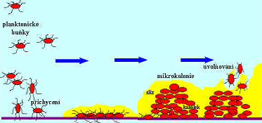 Biofilm vznik: 1) jednoduchá vrstva buněk 2) shluk bakterií s