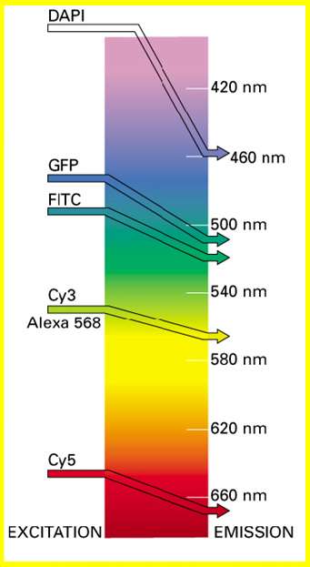 DAPI- interkaluje do struktury DNA a RNA (modře) GFP- zelený fluorescenční protein FITC- fluorescein isothiokyanát vhodný zejména pro kovalenci s protilátkami Fluorescein vyzařuje zelené světlo Cy3,