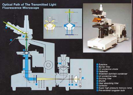 Typy fluorescenčních mikroskopů trans-fluorescenční (Transmition light fluorescent microscope) osvětlení z druhé strany než je objektiv světlo prochází excitačním filtrem na preparát dopadá od spodu.