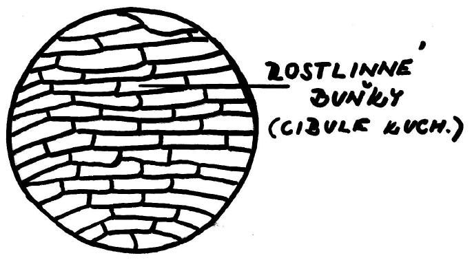 ÚKOL Č. 2: Připravte mikroskopický preparát a pozorujte rostlinnou buňku. POMŮCKY: Cibule kuchyňská, nůž, Petriho miska, pinzeta, kapátko, podložní a krycí sklíčko, mikroskop. POSTUP: 5.