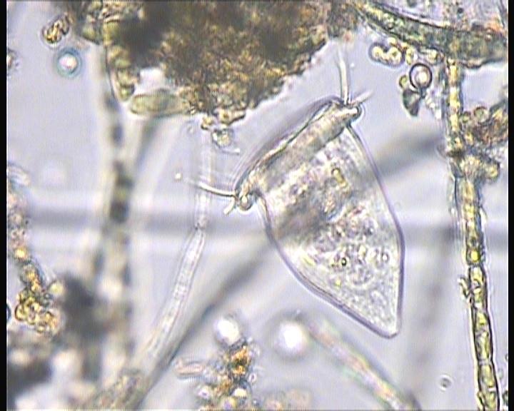 Zástupci prvoků (Protozoa) (bezbarví bičíkovci,