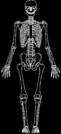 - Os = kost (ossa) - Cranium = lebka - Maxilla = horní čelist - Mandibula = dolní čelist - Thorax = hrudník - Sternum = hrudní kost - Costae = žebra - Columna vertebrarum = páteř - Vertebrae =