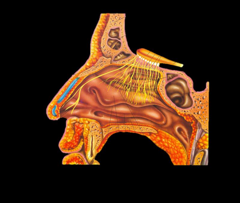 kost nosní nosní chrupavky kost čelní dutiny kosti čelní čichová koule čichová kost čichové nervy a sliznice čichová dráha dutiny kosti čelní kost klínová chrupavky