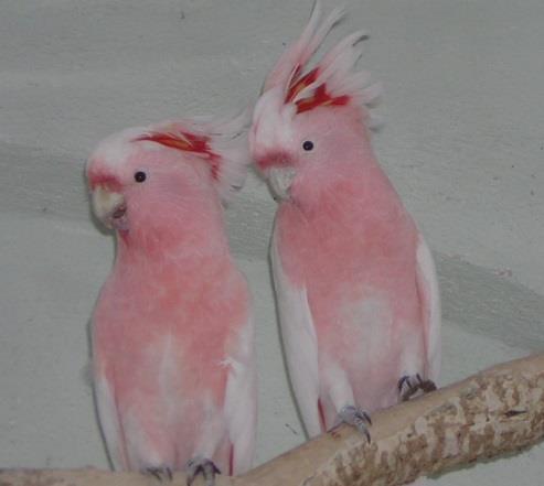 Ptactvo deštných lesů Ara arakanga Je pestře zbarvený pták z čeledi papouškovití. Ve volné přírodě žije v Mexiku, Střední Americe a na severu Jižní Ameriky po Brazílii.