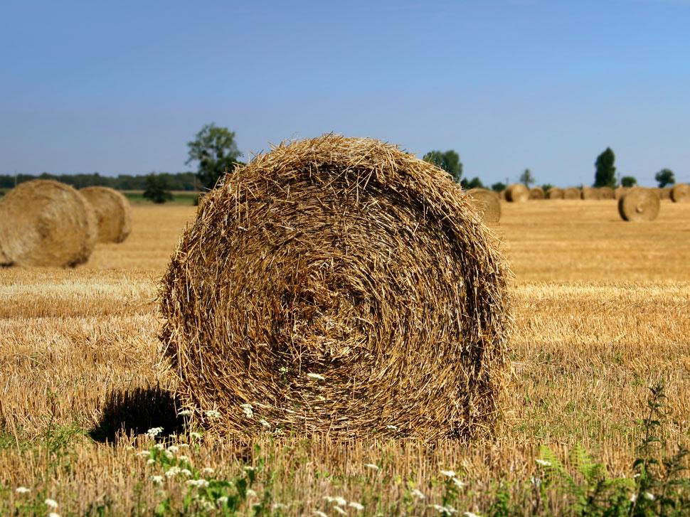 Podpůrný a garanční rolnický a lesnický