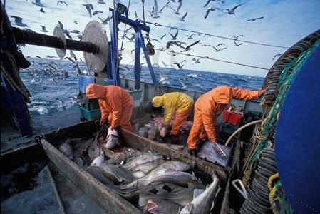 Rybí šok V roce 1992 se zhroutila populace tresky u pobřeží Newfoundlandu