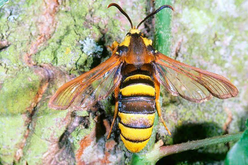 Obr. 24 Nesytka sršňová (Sesia apiformis) napodobuje dokonale sršeň obecnou (Vespa crabo). Fotografie převzata z http://commons.wikimedia.org.