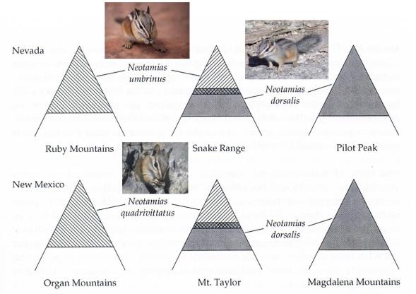 Obr.: Výškové rozšíření čipmanků rodu Neotamias v horách na jihozápadě USA. Ve většině pohoří jsou přítomny dva druhy a jejich území se jen slabě překrývají.