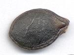 rod Cucurbita C. argyrosperma C.