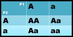 B. neúplná dominance: - alela A = modré květy - alela a = bílé květy - výsledek křížení: 1 x AA, 2 x Aa - vzniklí heterozygoti Aa vykazují znaky, které jsou někde uprostřed mezi znaky obou rodičů =