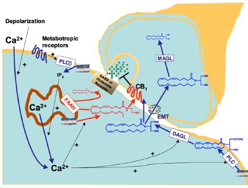 Endokanabinoidní systém Endokanabinoidy působí na presynapticky uložené kanabinoidní receptory retrográdně. Postsynapticky CB1.
