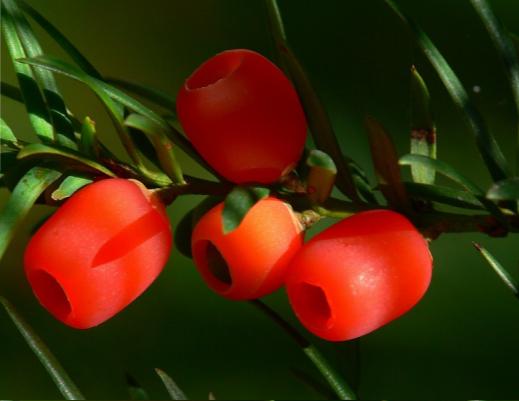 Tis červený Taxus baccata Příznaky : Za 1-2 hod. po požití Nauzea, zvracení, bolesti břicha, průjem. Závratě, sucho v krku, mydriáza, ev. slinění, červené zbarvení rtů, ev.
