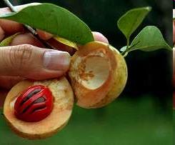 Muškátový ořech Myristica fragrans Zkušenosti TIS U zaznamenaných případů věkové rozmezí 15-36 let. Dávky od 3 do 8 ořechů.