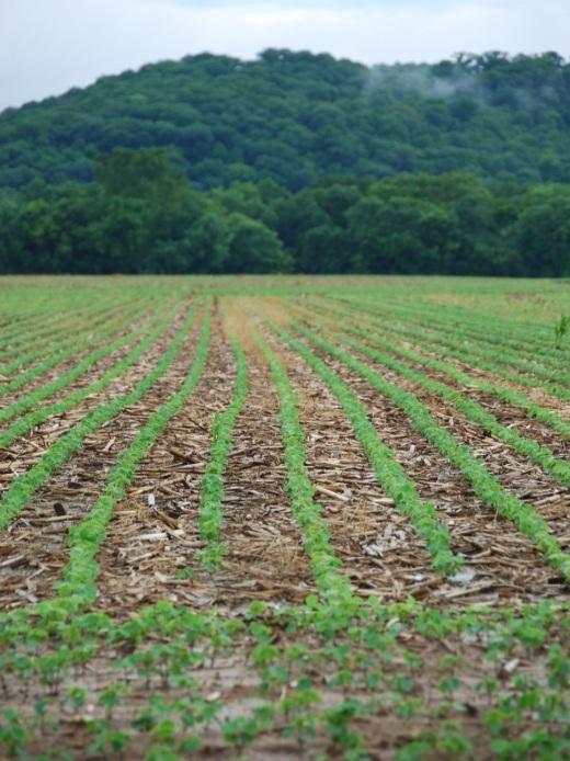 Agrotechnika setí/ sázení do mulče spočívá v uchování co největšího množství posklizňových zbytků po předplodinách na povrchu půdy vytvářením