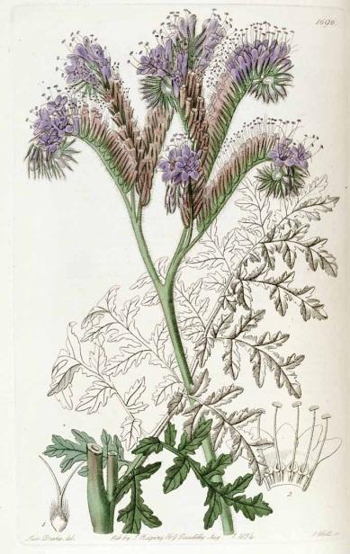 Plodiny Svazenka vratičolistá (Phacelia tanacetifolia Benth.) Jednoletá bylina dosahující výšky 20-70 cm. Přímá lodyha je v dolní části lysá, nahoře se větví. V horní části je rostlina chlupatá.